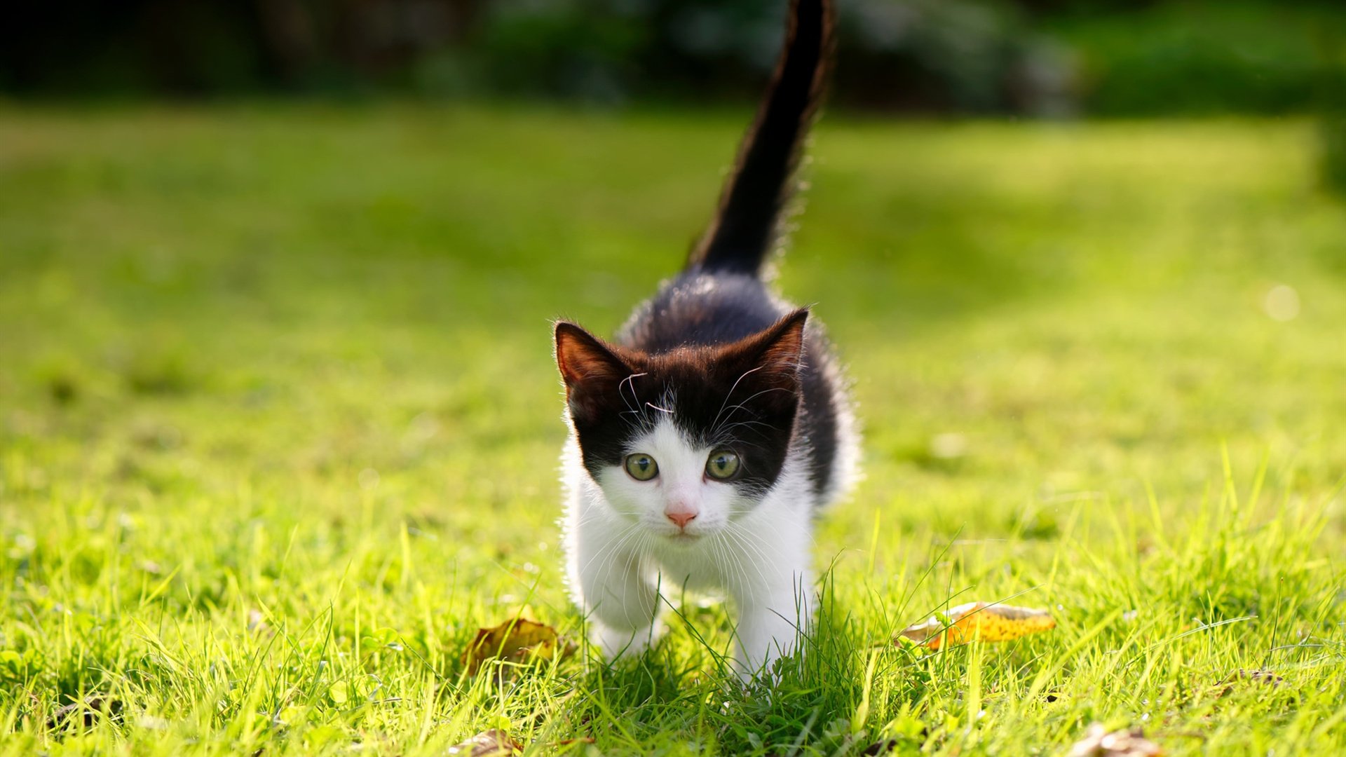 爱游戏-凯恩绝杀！三狮鏖战波兰，索斯盖特战术制胜