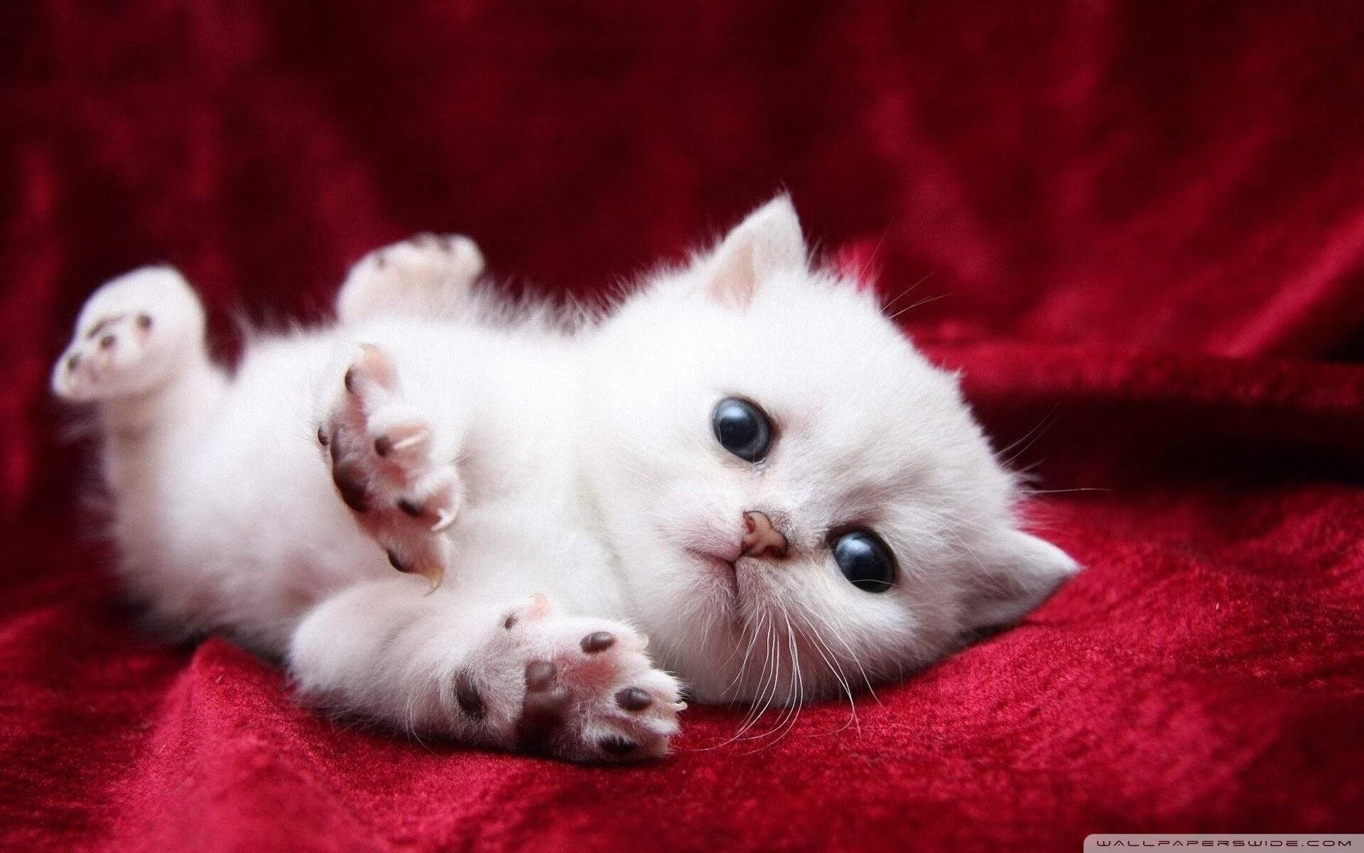 绝境狂飙,当梅赛德斯的银色闪电逆转迈凯伦,勒克莱尔在三巨头的夹缝中加冕