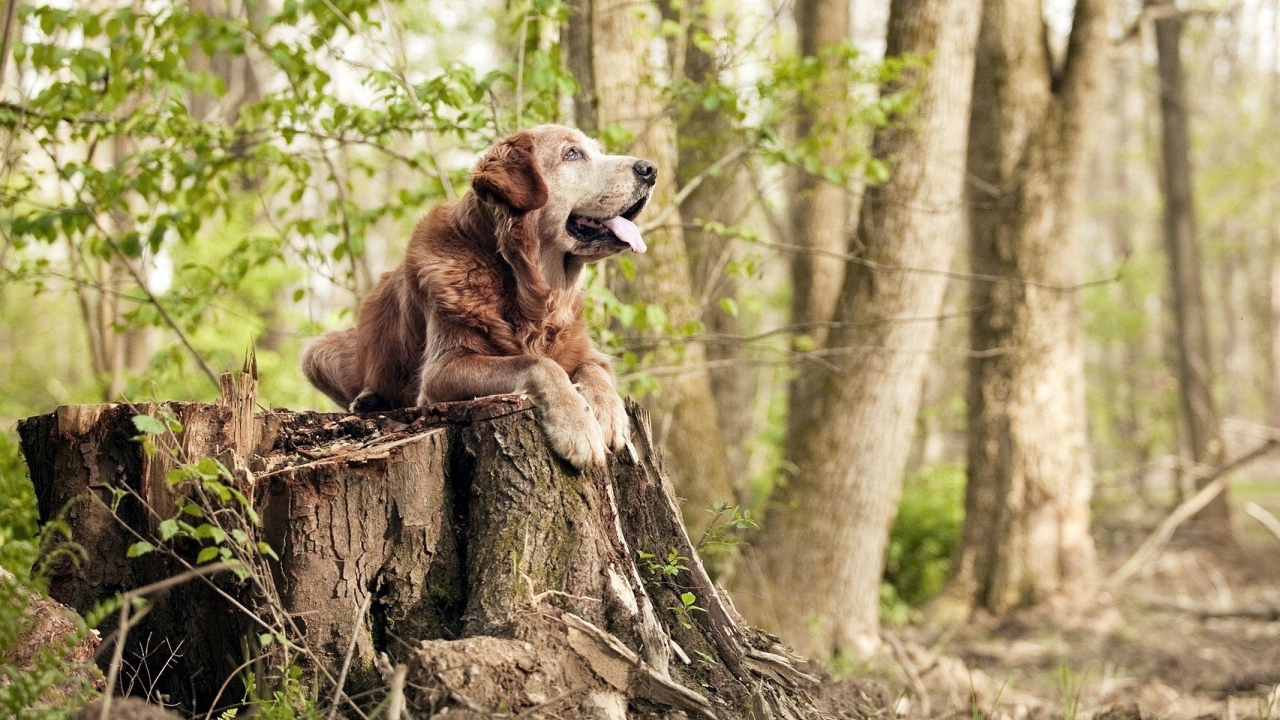 从1-0到2-1,当格子军团的铁血,刺穿了青春风暴的梦幻—孔德,那个将历史改写于瞬间的沉默英雄