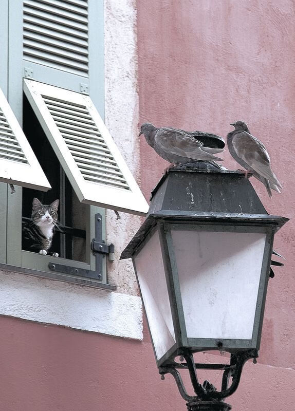 太阳神罚单,当上海滩水手闯入西部决赛生死局