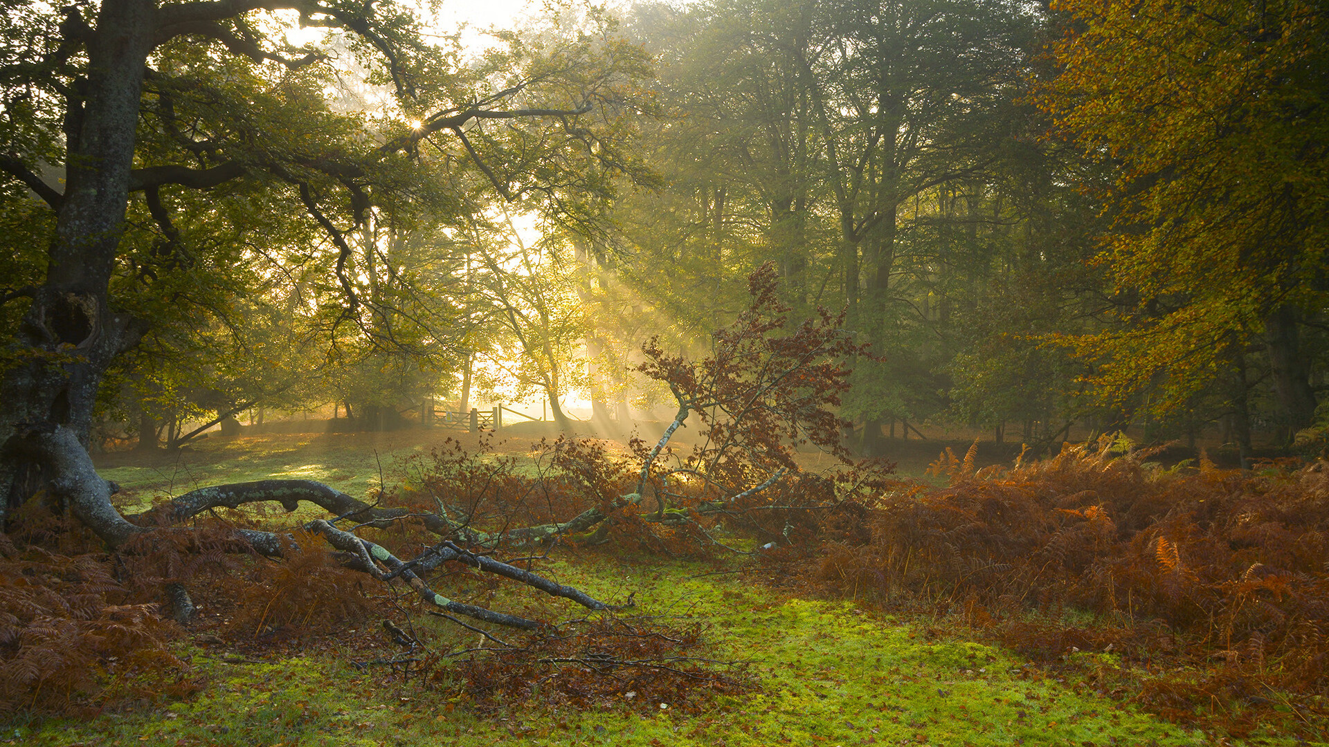 天外飞仙，当爱德华兹在错位时空中撕碎比赛手册