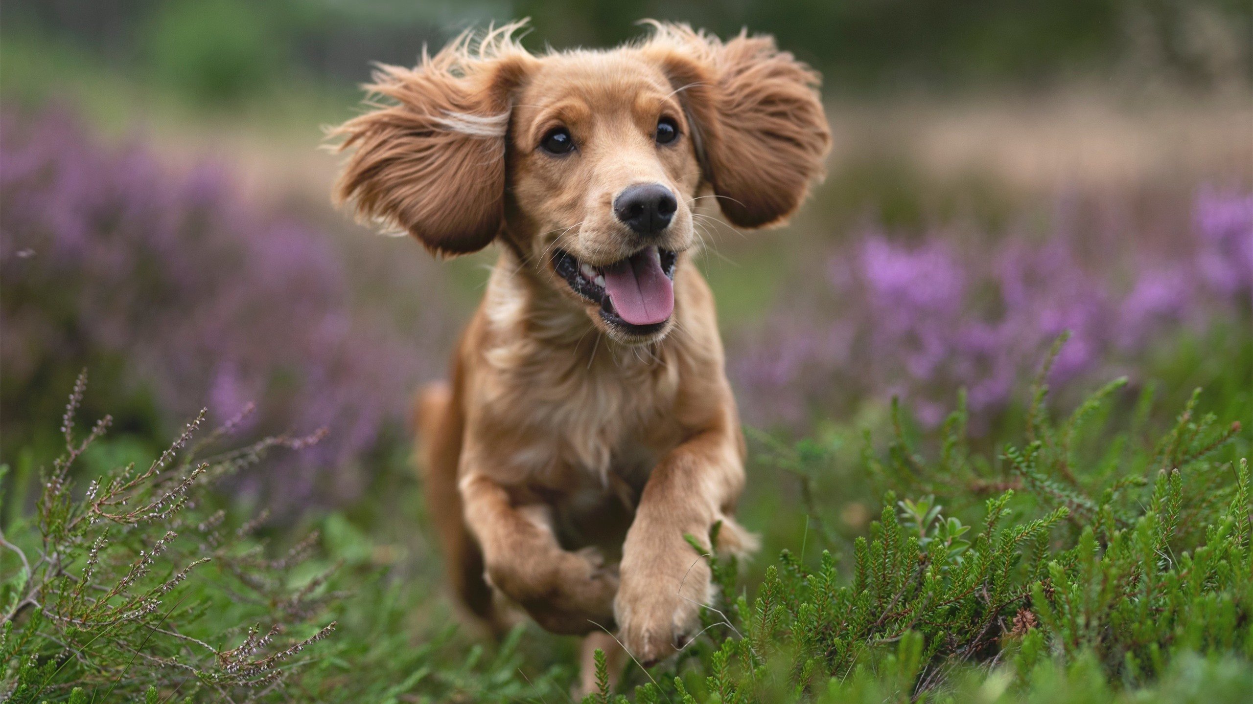 格列兹曼，一把精准的隐形枷锁，无声绞杀波兰队