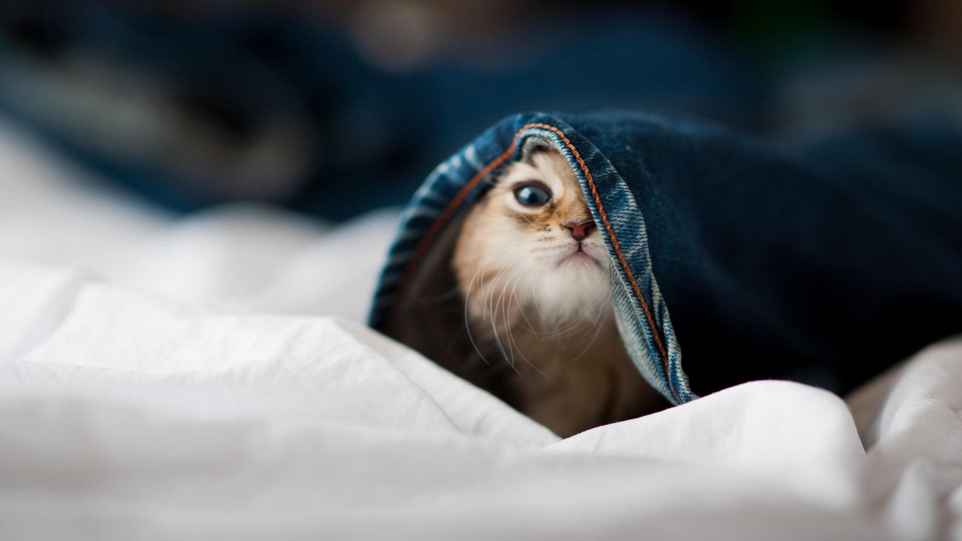 多维战场，热火团队飓风席卷太阳，塔图姆个人统治定鼎网球之巅