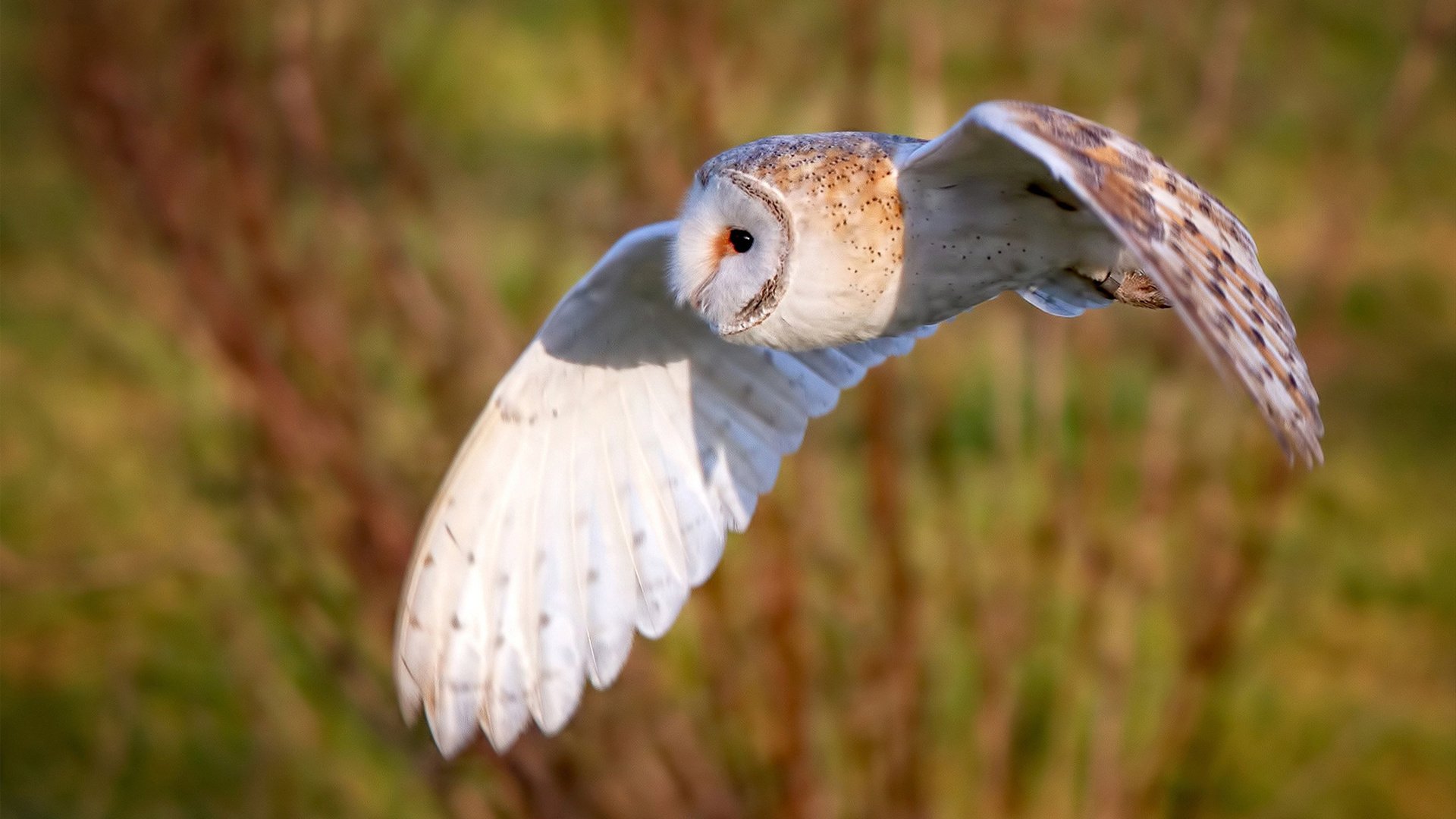 东决关键战焦点，马里踏平尼斯，唯一性胜利载入史册