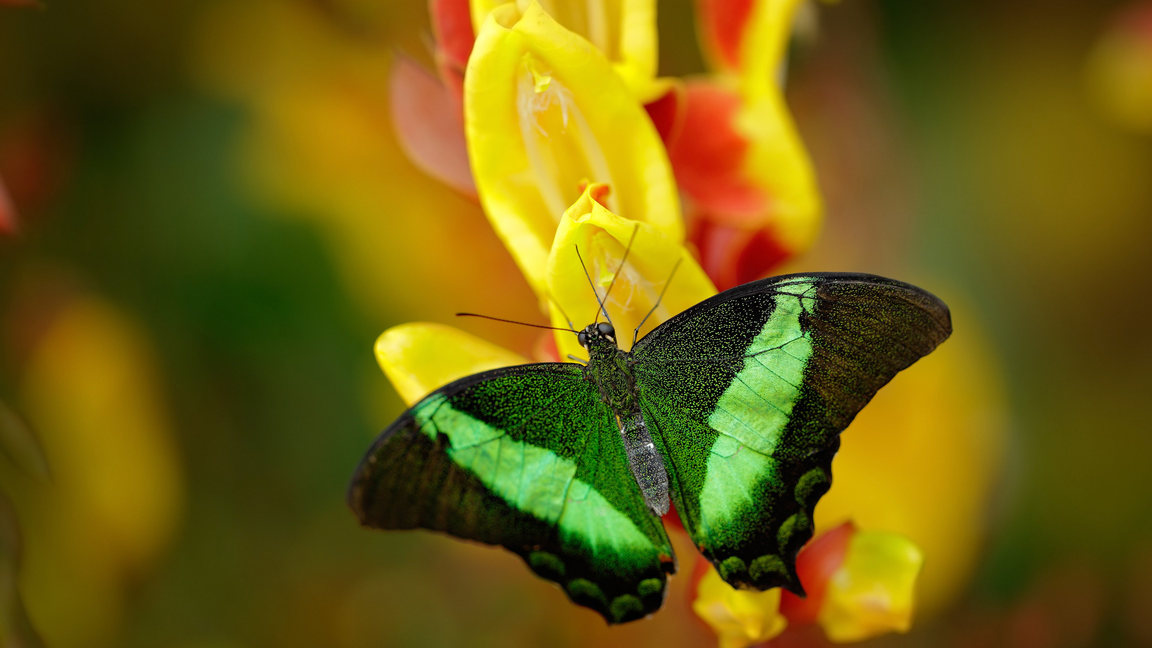 赛场双城记，公牛铁蹄踏碎辽篮，范弗利特欧陆封神