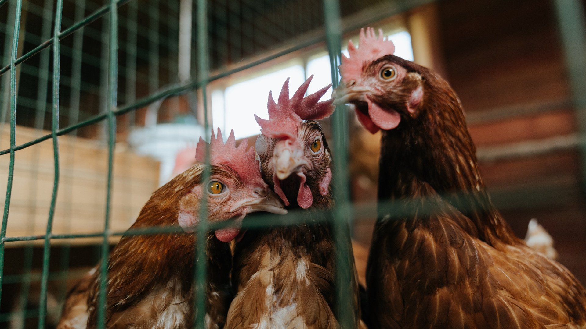 赛场双城记，里昂的火焰与厄德高的弯道