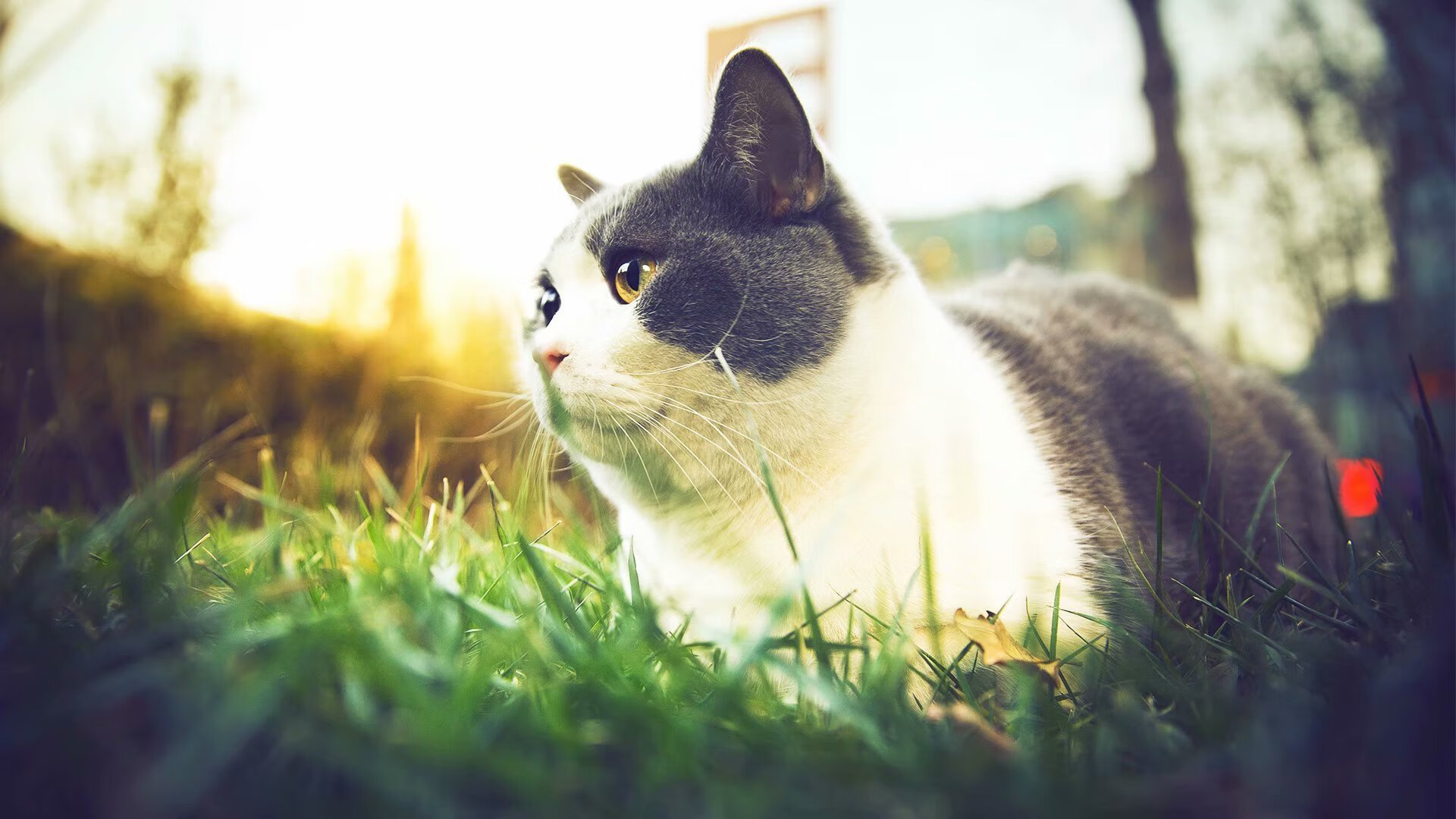 足球引力,从克罗地亚的鏖战,到迪马利亚的魔法