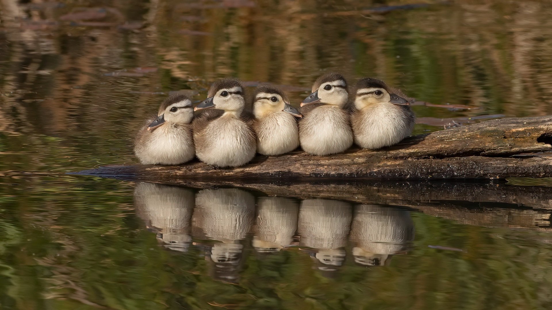 不只是数据，锡安在灰熊的硬核基因上刻下新领袖的印记