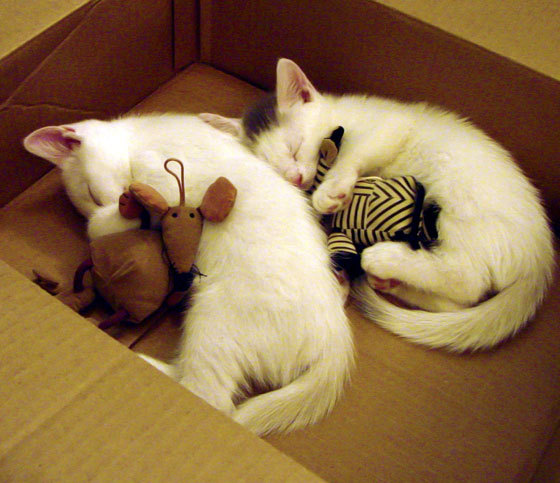 梅西化身关键先生!佛罗伦萨以艺术般节奏掌控力击溃比利亚雷亚尔