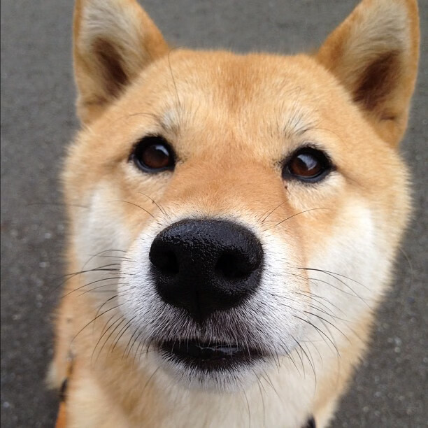 防守者的反击，当斯通斯成为利刃，克罗地亚奏响战吼