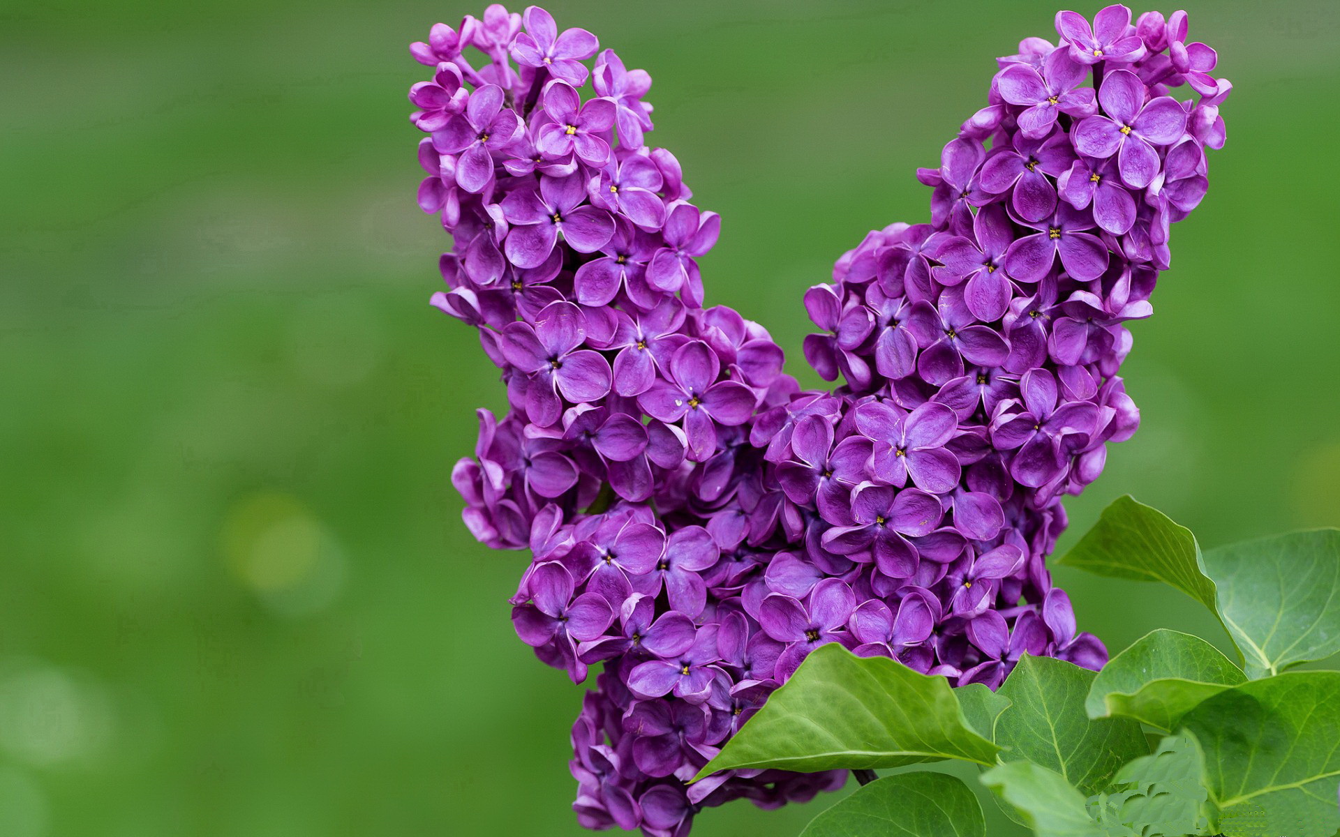 爱游戏在线-铁蹄踏碎玫瑰花园，当公牛化身重型坦克，利拉德在故土完成最熟悉的处决