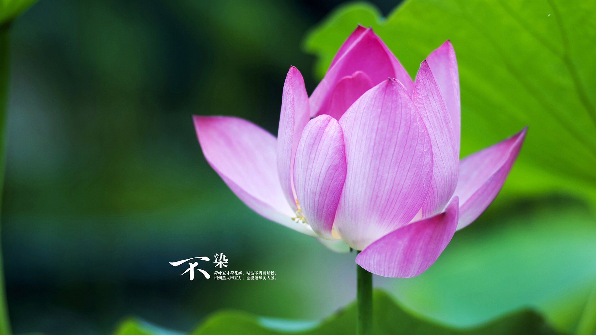 高原魔法，卡瓦哈尔一锤定音，玻利维亚血拼马赛缔造逆袭神话