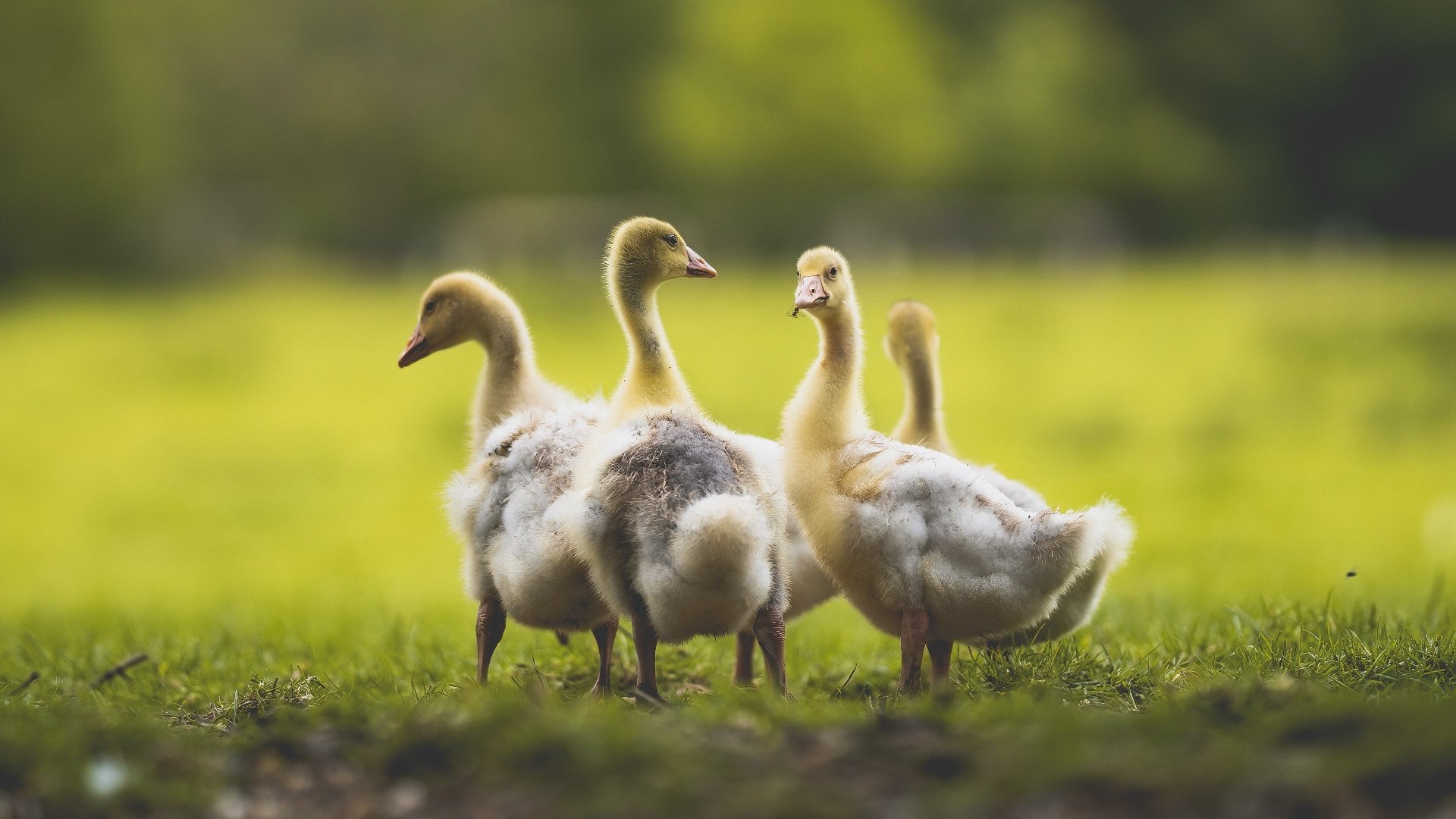 平行时空的对决，步行者铁血防守锁死快船，幻影莫兰特成关键先生