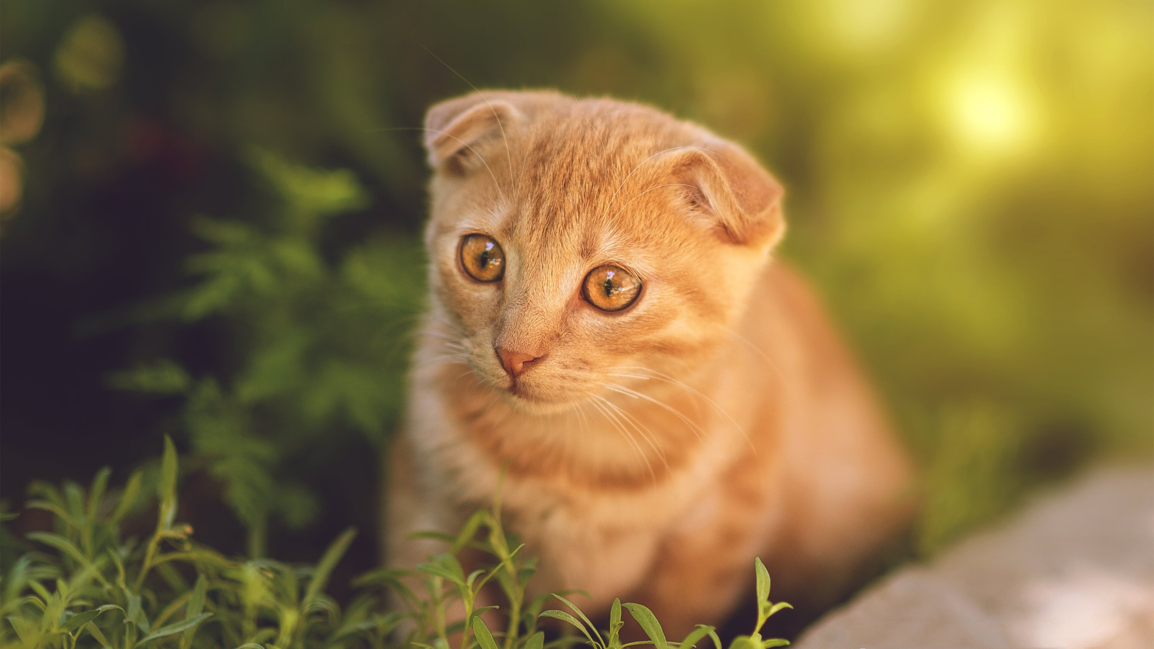 金字塔对太极，美加墨沙场，埃及军团如何扫落韩国星芒？