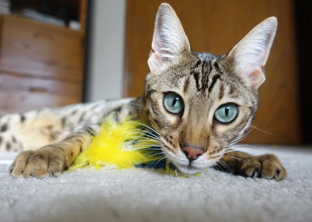 西决抢七夜,苍天借我三十秒