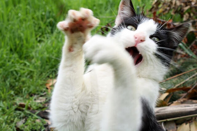 绿茵与赛道交织的惊魂一日，切尔西残阵险胜巴西帮，罗德里式掌控重现F1争冠战