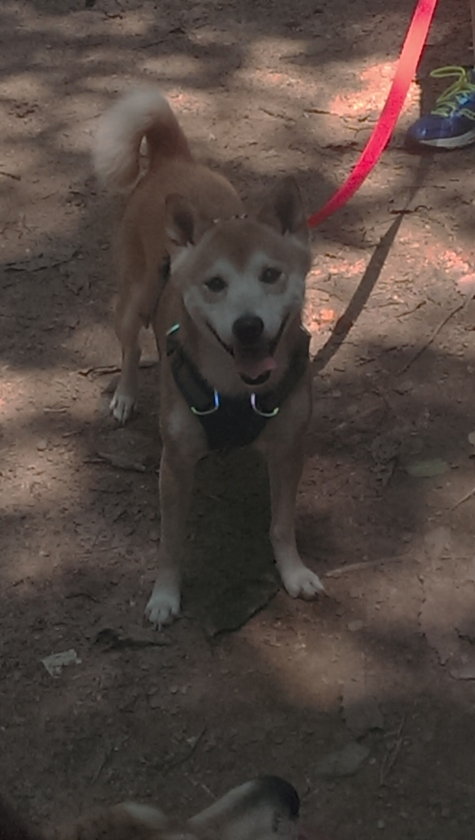 小国雄心,洪都拉斯硬仗中击碎威尔士,福登关键战展大将之风