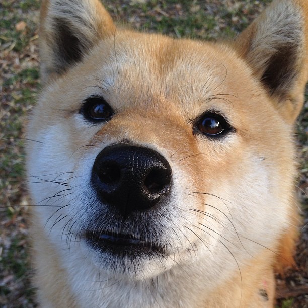 西决生死夜,当奇迹缺席时,约基奇以凡人之躯完成救赎